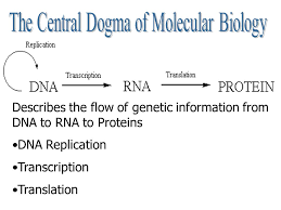 43 Unusual The Central Dogma Of Molecular Genetics