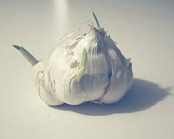 I have done this many times with my sprouted onions in the kitchen. What To Do With An Onion Or Garlic Clove That Has Sprouted Dengarden
