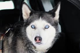 Ice in the back of the car ready to head home.