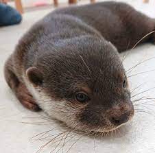 Pin On Otter