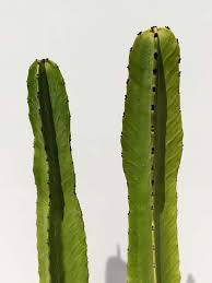 Image result for Euphorbia ingens
