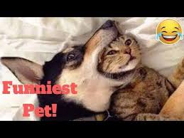 Top Funniest Pet Reactions And Bloopers Viral Weekly Lol Of 2019 Funny Animal Videos Youtube Funny Animal Videos Funny Animals Animal Gifs