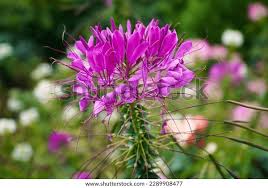 Image result for Cleome oxyphylla