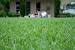 Kikuyu Grass Australia