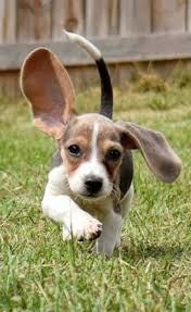 Unlike the origin of other dogs, the origin of beagle is uncertain. Fall In Love With The Baby Beagle Beagle Puppy Pictures Facts And Faqs