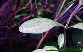 Image result for Scutellaria schweinfurthii