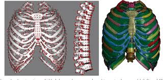 The head of the rib includes the articular surface, facies articularis capitis costae. Pdf Development Of A Finite Element Ribcage Model Of The 50th Percentile Male With Variable Rib Cortical Thickness Semantic Scholar