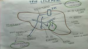 Hepatic lobules containing hepatic cells are the structural and functional. True Ligament Of Liver 7 10 Diagram Youtube