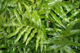 Image result for Polypodiaceae