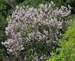 Maybe you would like to learn more about one of these? What Are Those Purple Flowering Trees Native Redbud Or Invasive Paulownia