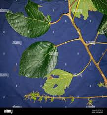 Image result for Alchornea hirtella