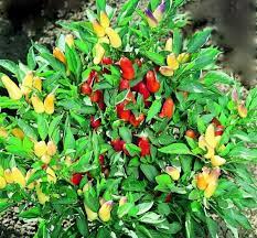 Check spelling or type a new query. Edible Spotlight Pretty N Sweet Pepper Horticulture