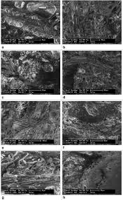 Kutatási területe a vállalatgazdaságtan, a versenyképesség és a logisztika. Esem Micro Anatomical Tissue Image Analysis Of The Different Dough From Download Scientific Diagram