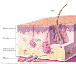 In the united states, it's estimated that doctors diagnose over 100,000 new skin cancer cases each year. Dermatofibrosarcoma Protuberans Overview Mayo Clinic