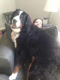 this ones for the big dog lovers this is lincoln and he s bigger than my wife riesige hunde hunde riesen hunderassen