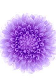 Ios8 Purple Flower Purple Flowers Wallpaper Purple Flowers Flower Wallpaper