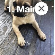 A purebred golden retriever puppy from a reputable breeder in the usa may cost you between $1,500 and $2,500. Chug Puppies For Sale Scranton Pa Chug Puppies Chug Puppies For Sale Puppies For Sale