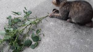 Pokok kucing galak (acalypha indica), atau juga dikenali sebagai pokok ceka emas atau pokok chika emas. Pokok Kucing Galak Youtube