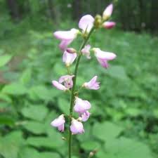 Image result for Hylodesmum