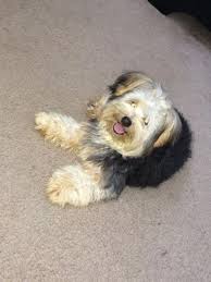 Maybe you would like to learn more about one of these? Morkie Puppy For Sale For Sale In Tallahassee Florida Classified Americanlisted Com