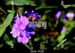 Image result for Eranthemum pulchellum