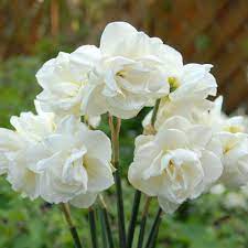Narcissus Rose Of May Bulb Flowers Narcissus White Flowers