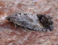 Image result for Cydia splendana