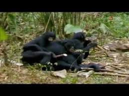 Sie sollen dort im urwaldhaus neue familien gründen. Affen Auf Zack 04 Die Orgien Der Bonobo Affen Youtube