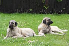 Is the anatolian shepherd the right dog for your family? Anatolian Shepherd Dog Dog Breed Information