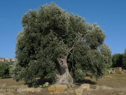 Image result for Olea chimanimani