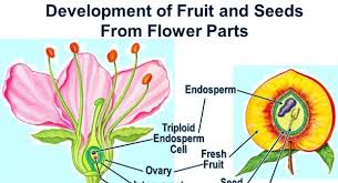 From flower seeds to vegetable seeds and perennials, there are many plants you can order online. Plant Parts And Development Quiz Test Quiz Accurate Personality Test Trivia Ultimate Game Questions Answers Quizzcreator Com