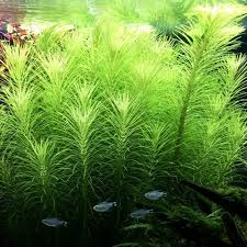 Image result for Pogostemon aquaticus