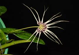Image result for Bulbophyllum maximum