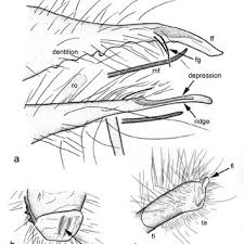According to the nsf, when a person runs, the camel spider will. Map Of Myanmar Showing The Position Of The Hukawng Valley The Locality Download Scientific Diagram