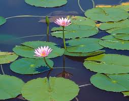 Image result for Nymphaea