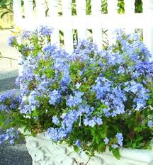 Maybe you would like to learn more about one of these? Plumbago Imperial Blue Plumbago Auriculata Plumbago Landscaping Texas Landscaping Blue Plants