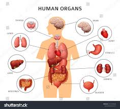 Human Body Internal Organs Stomach And Lungs Kidneys And Heart Brain And Liver Medical Anatomy Infograph In 2020 Human Body Organs Body Organs Diagram Body Anatomy