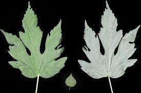 Image result for Hibiscus lobatus