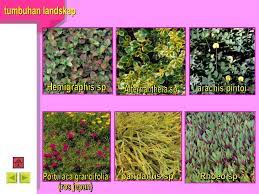 Check spelling or type a new query. Modul 1 Tumbuhan Landskap