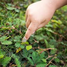 Image result for Mimosa pudica