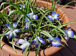 Image result for Tecophilaeaceae