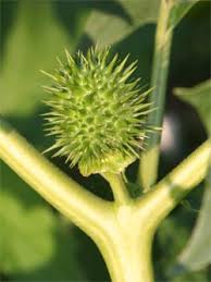 Image result for durman obecný plod