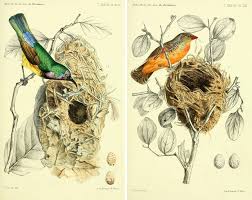 Gwendolynn Hicks Blog 25 Free Vintage Bird Printable Images