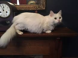 The cat fancy's version of downsizing— the munchkin—has cat fanciers on both sides hissing over whether the breed should be recognized. Indianapolis In Munchkin Meet Lily A Pet For Adoption