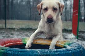 pochemu sobaki edyat kal prichiny sposoby borby