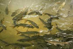 If you have a very transparent. How To Use Fish Chum America Go Fishing