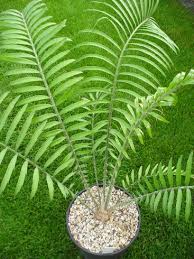 Image result for Encephalartos aplanatus