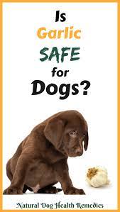 Is Garlic Safe For Dogs Garlic For Dogs Can Dogs Eat Dog Eating