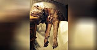 22 Dogs Who Can Fall Asleep Literally Anywhere In 2020 How To Fall Asleep Sleeping Dogs Dogs