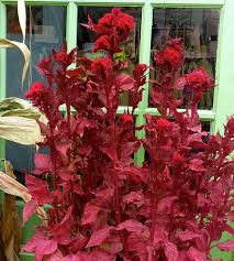 Image result for Celosia elegantissima